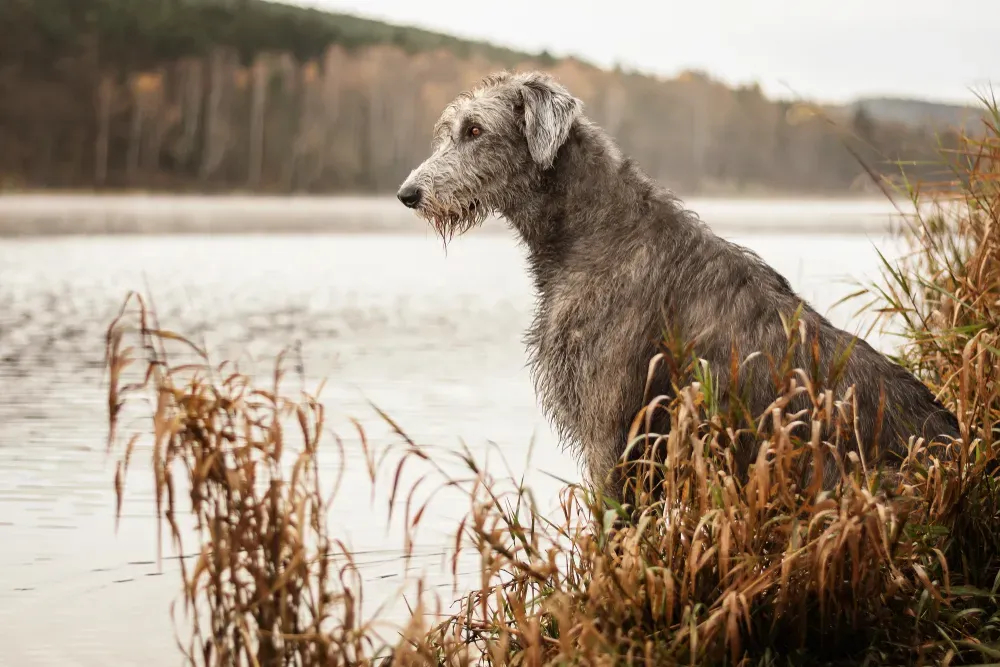Ирландский волкодав: собаки с крепкими нервами и спокойным характером. Фото © Shutterstock