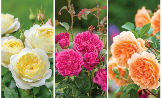 : David Austin roses 2017