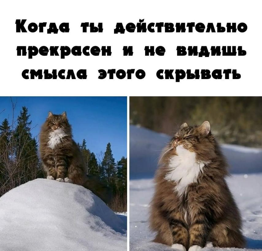 Весёлые шутки и приколы Весёлые шутки и приколы