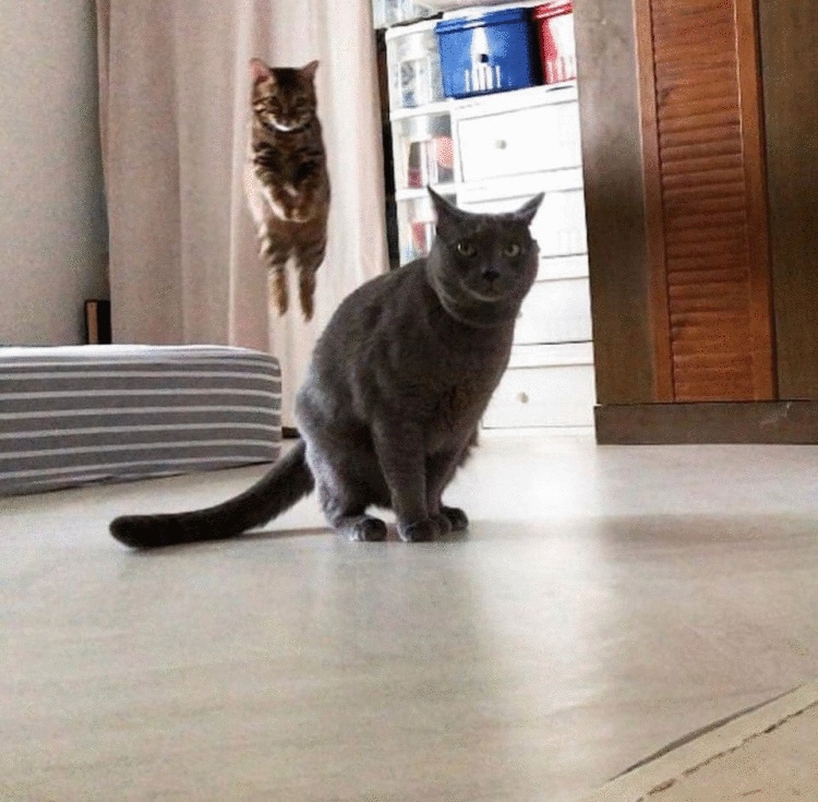 17 крутых кадров, которые мог сделать только истинный везунчик 