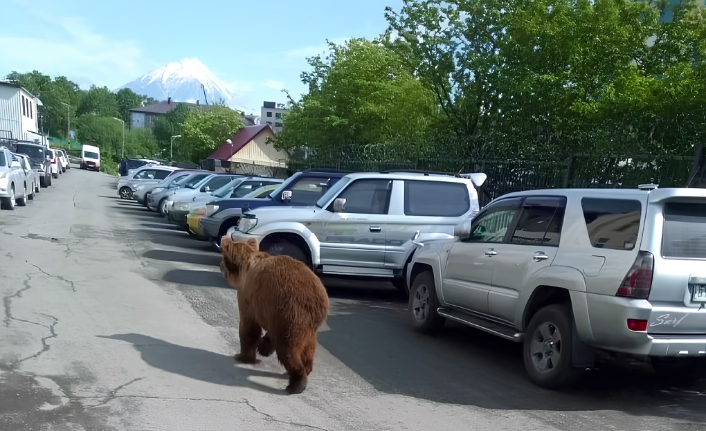 Для борьбы с медведями на Камчатке создают группы профессиональных охотников