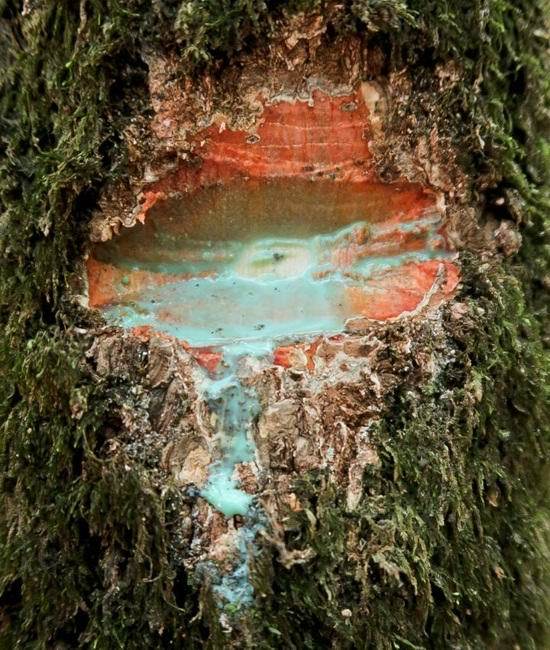 Поразительное дерево, источающее металл Поразительное дерево, источающее металл жизненное