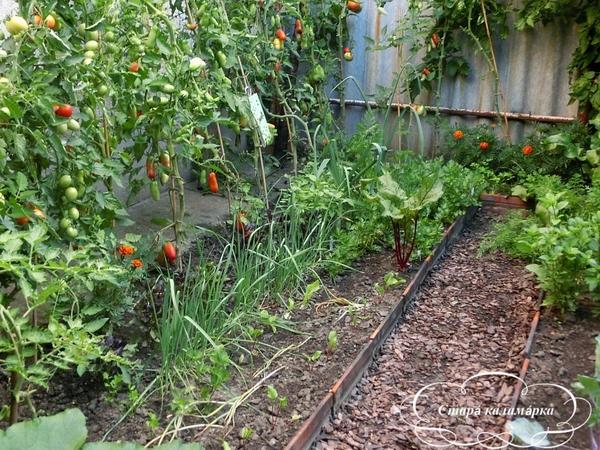 Смешанные посадки в огороде: примеры полезного соседства разных культур сельдерея, культуры, фасоль, вместе, только, грядке, капусты, посадки, очень, культур, вырастить, растений, растут, томаты, бархатцы, разных, места, земляники, совмещение, теплице