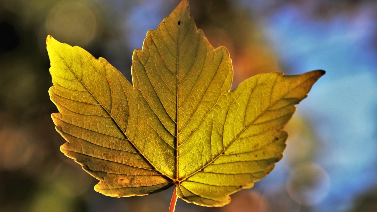Самарцев предупредили о резком похолодании