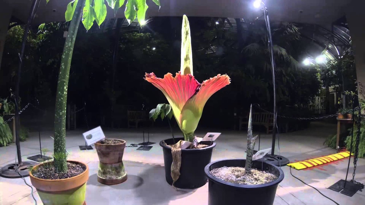 Самый большой и самый вонючий Аморфофаллус (Amorphophallus)