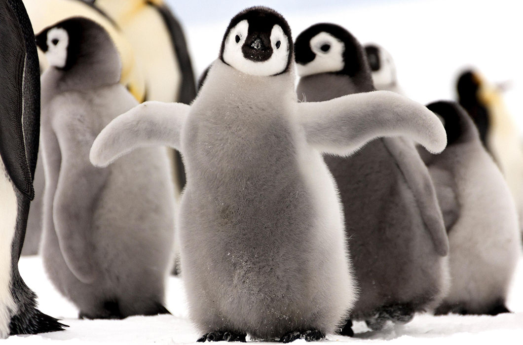 Умилительные фото детенышей животных