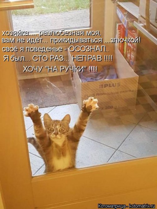 Свежая котоматрица (26 фото)