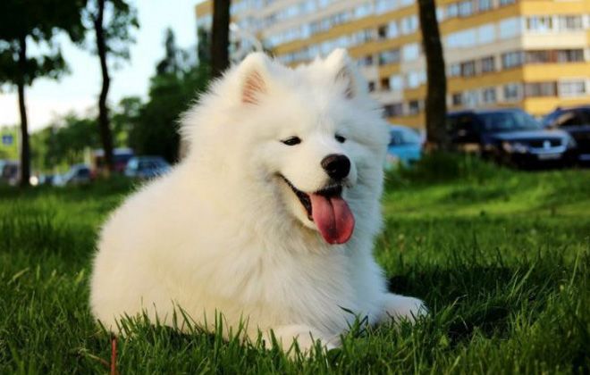 Самоедская собака – как правильно содержать и ухаживать, правила дрессировки Самоедская собака – как правильно содержать и ухаживать, правила дрессировки домашние животные,наши любимцы