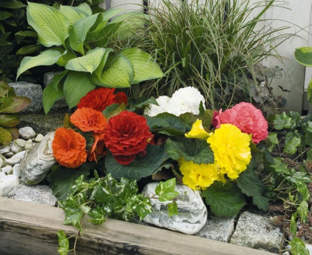Бегонии клубневые (Begonia x tuberhybrida)