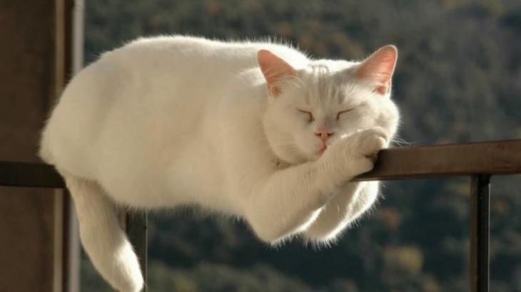 Милейший пост о самых сладких снах Милейший пост о самых сладких снах животные,Истории из жизни,позитив,Смешные животные