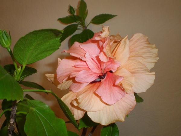 Махровый гибискус. Фото с сайта  4.bp.blogspot.com