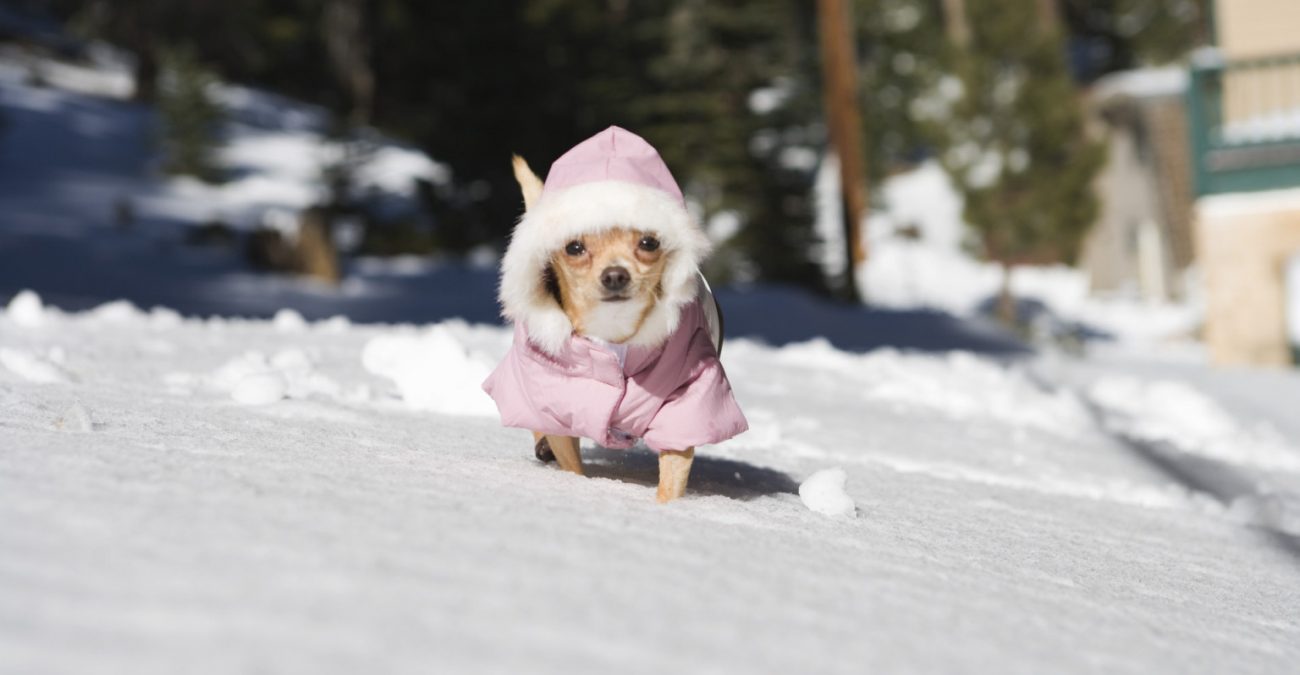 Собачки в зимней одежде