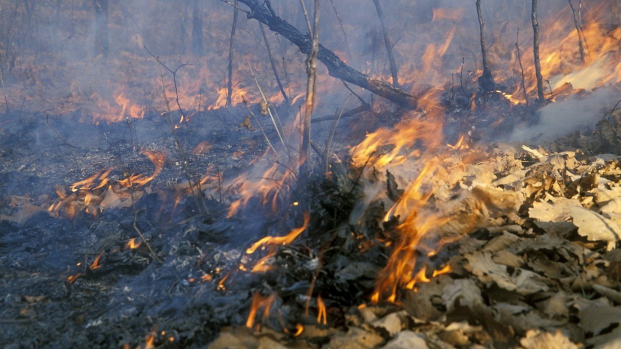 Авиация МЧС сбросила более 1,6 тысячи тонны воды на горящие леса в Якутии