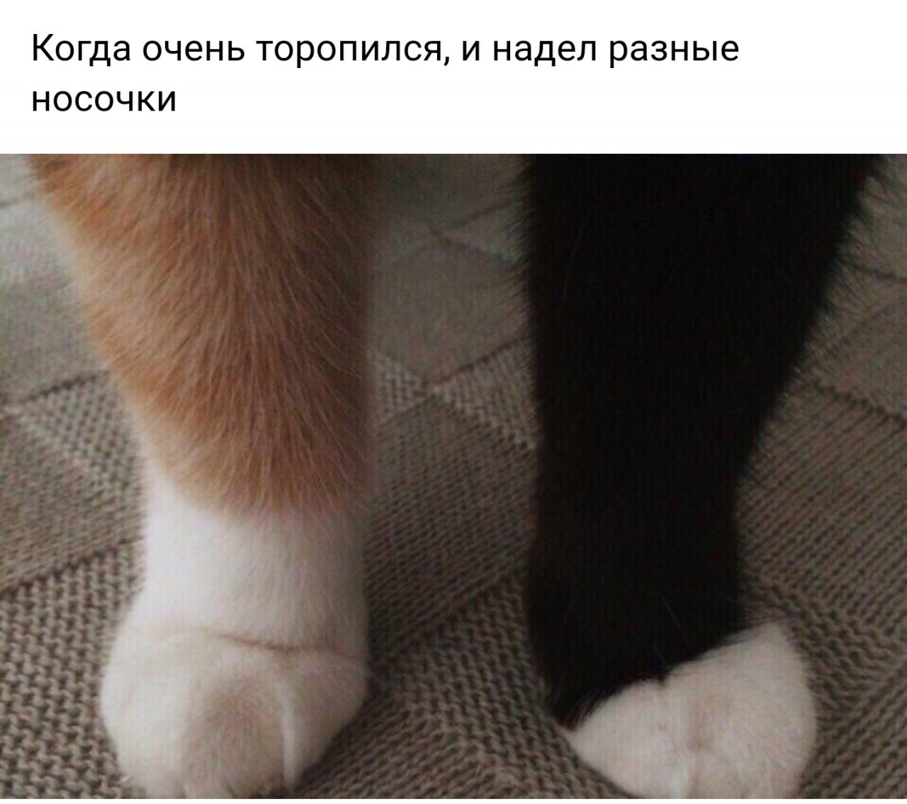 Кот носок