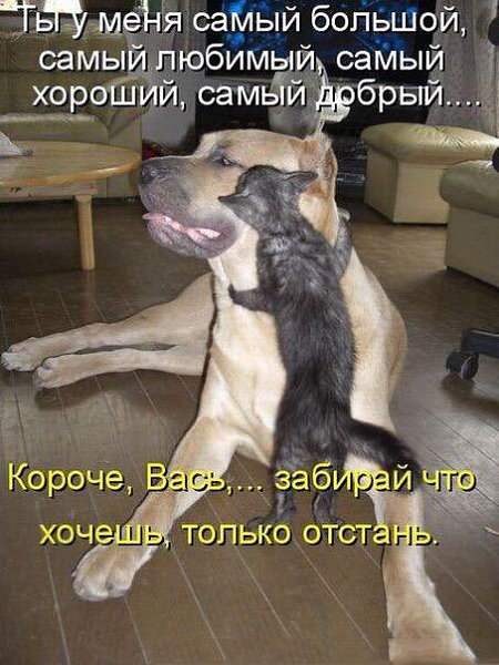 Весёлые шутки и приколы Весёлые шутки и приколы