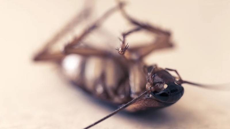 Борьба с тараканами может обернуться уголовной ответственностью