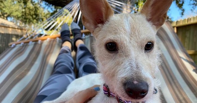 Бежевая собака