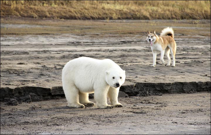 Белый медвежонок из Якутии прибыл в Зоопитомник Московского зоопарка