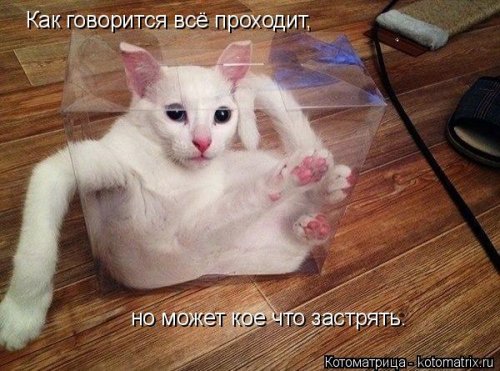 Лучшая котоматрица недели  позитив,приколы,смешные картинки