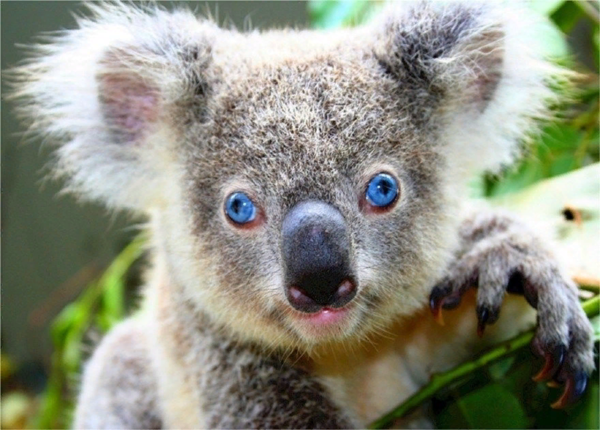 Коала: Обкуренный и похотливый мишка животные,интересные факты,коала,природа