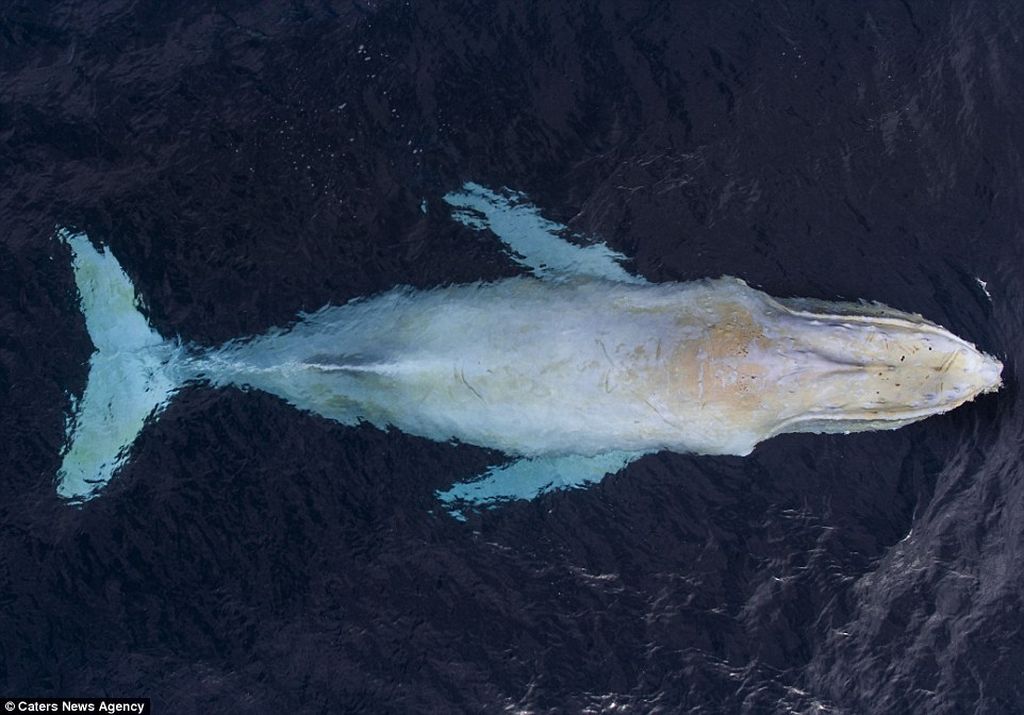 Мигалу — самый известный горбатый кит  (лат. Megaptera novaeangliae) 