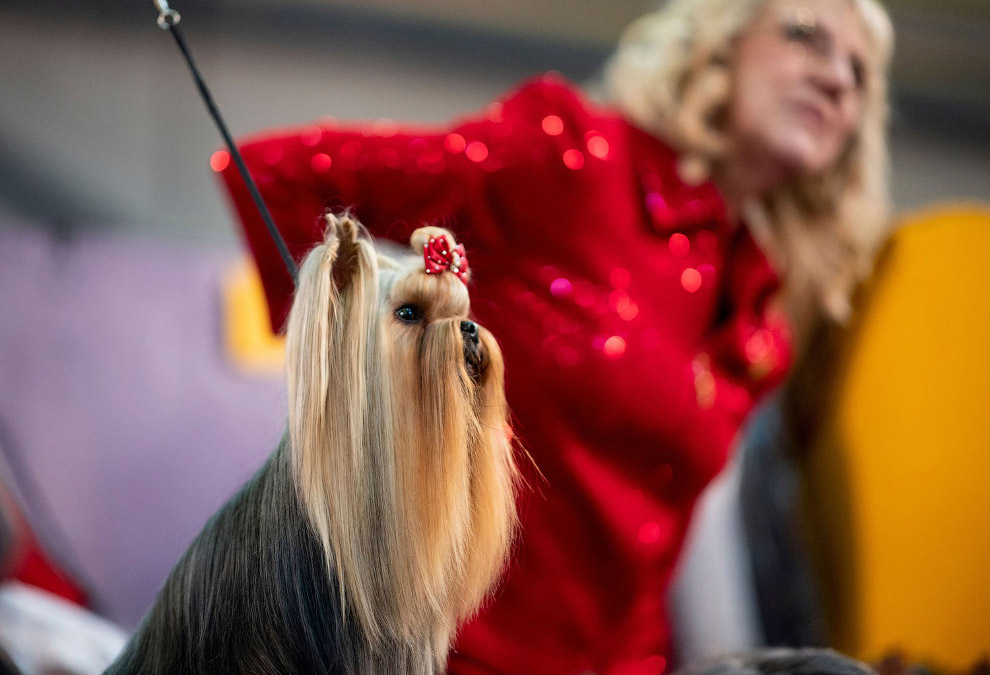 Выставка собак Westminster Kennel Club 2020 животные,Путешествия,фото