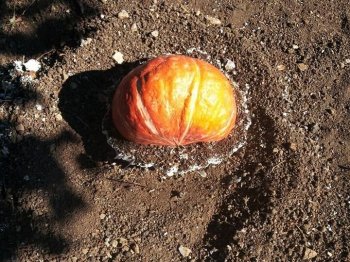 Гипсовая фигура тыквы своими руками