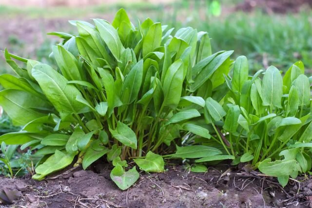 На российских огородах наиболее распространены сорта щавеля кислого (Rumex acetosa), требующие присмотра из-за склонности к экспансии. © britannica  ????
