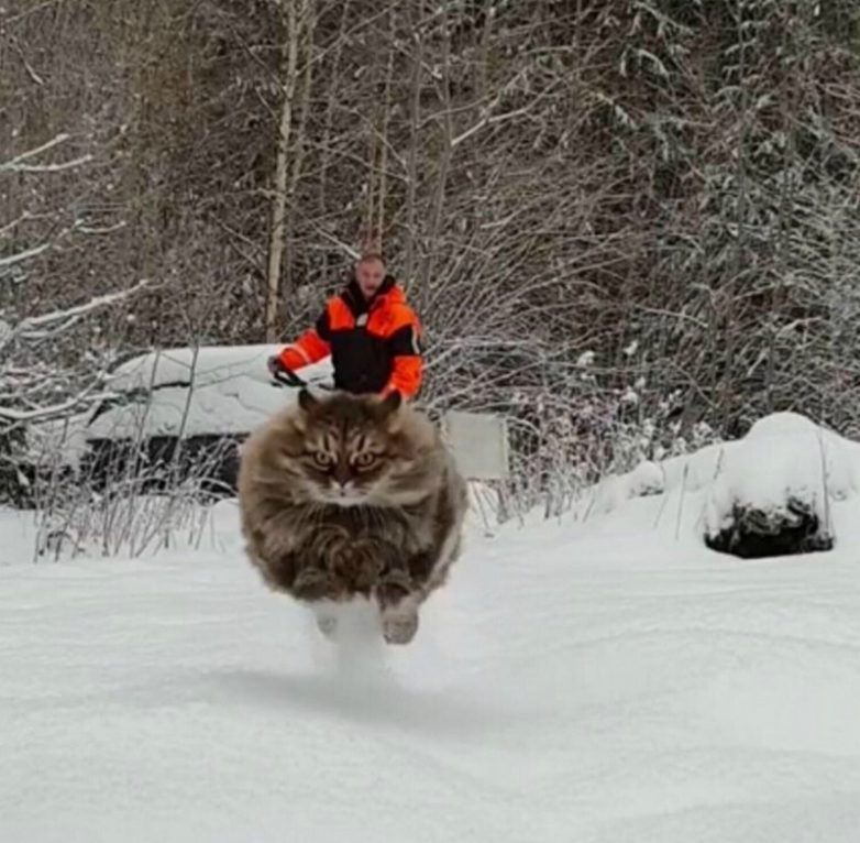 17 случайных кадров, при взгляде на которые невозможно не улыбаться 