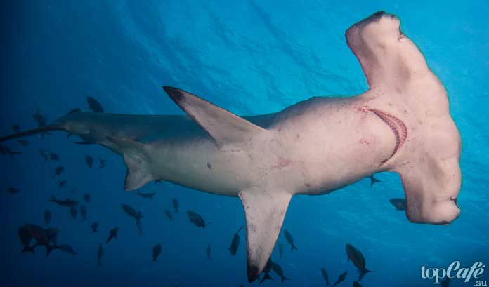 Акула-молот