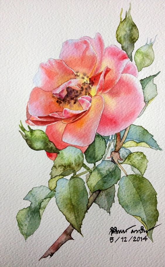Rose painting: