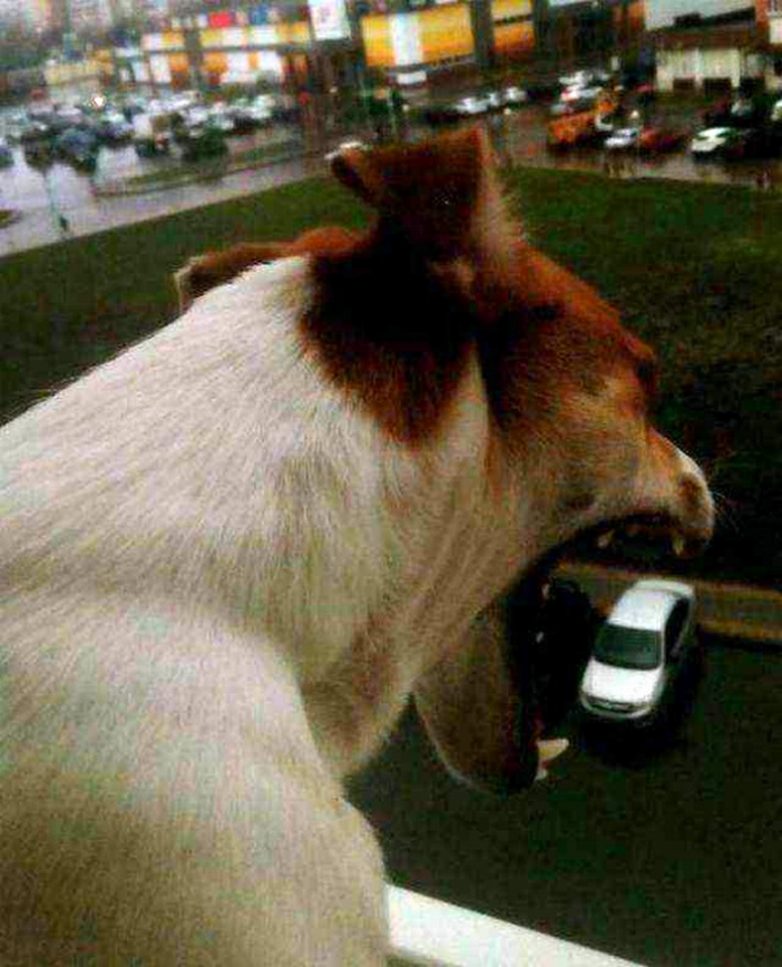 17 случайных кадров, при взгляде на которые невозможно не улыбаться 