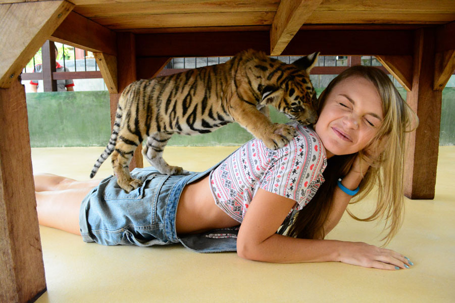 Tiger Kingdom Phuket - Королевство тигров на Пхукете
