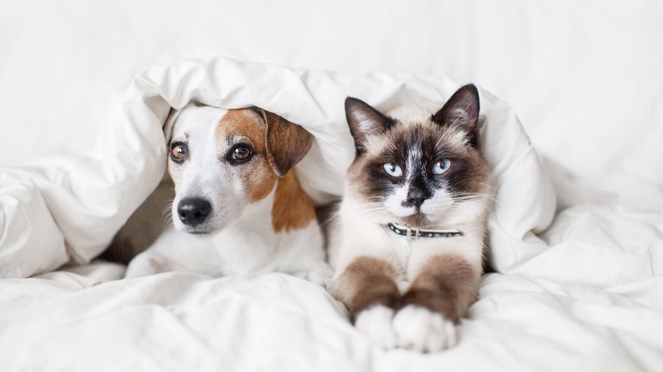 Кошка и собака лежат в постели