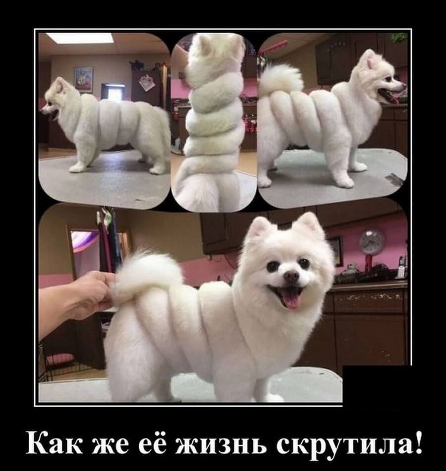 Юмор из интернета 610 Юмор из интернета 610 позитив,смех,улыбки,юмор