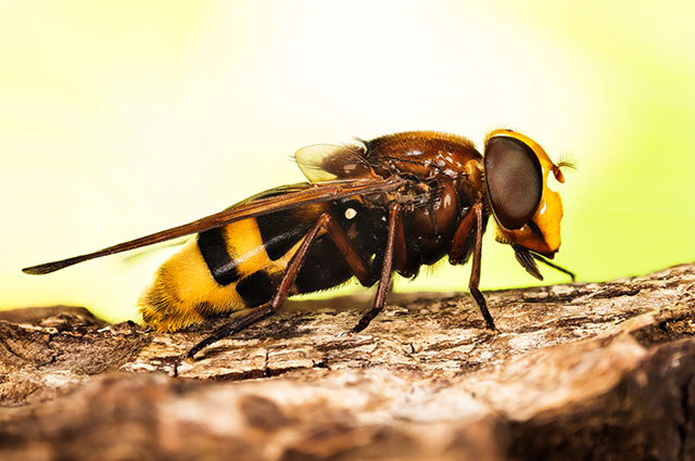 Осы атакуют! Как избежать конфликта с опасными насекомыми | Природа |  Общество | Аргументы и Факты