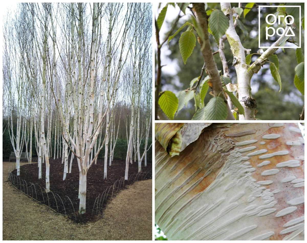 Береза полезная Жакмана (Betula utilis var. Jacquemontii)