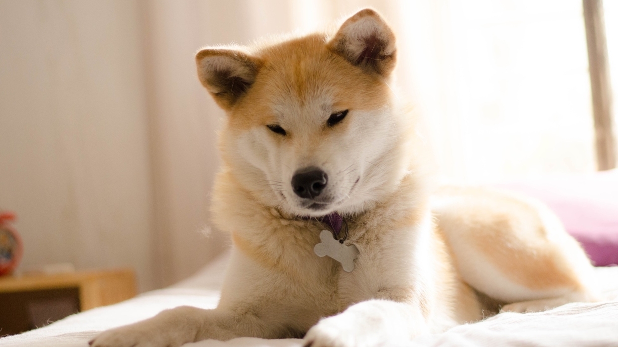 Ветеринарный эксперт успокоил паникующих граждан из-за дефицита кормов для животных Общество