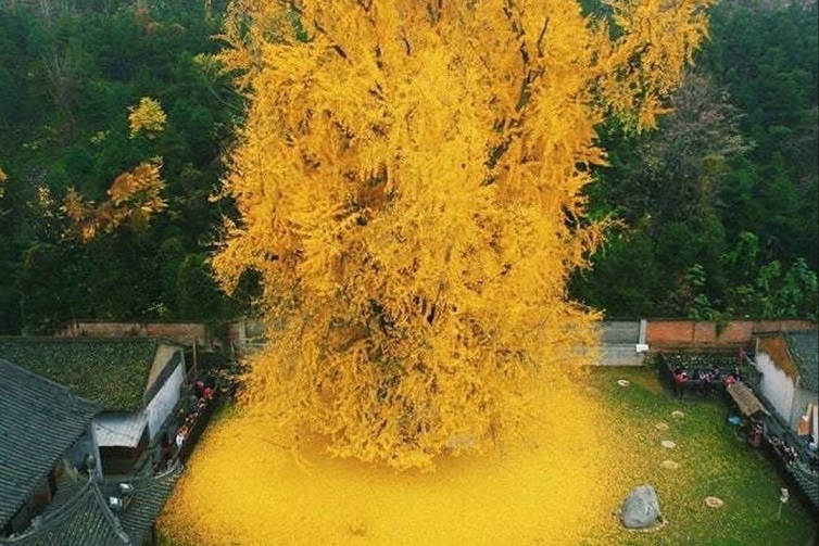 В Китае 1400-летнее дерево стало «золотым»