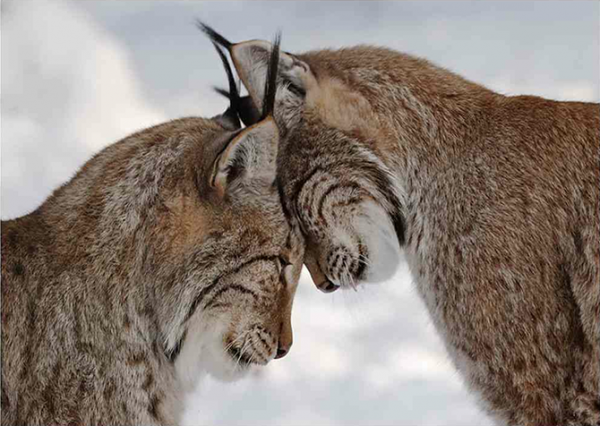 Жена посмотрела на нас тоскливыми глазами и снова взвыла: -Я-а-а-й-ц-а-а. -Что яйца? -Оторва-а-а-ались... Жена посмотрела на нас тоскливыми глазами и снова взвыла: -Я-а-а-й-ц-а-а. -Что яйца? -Оторва-а-а-ались... истории из жизни