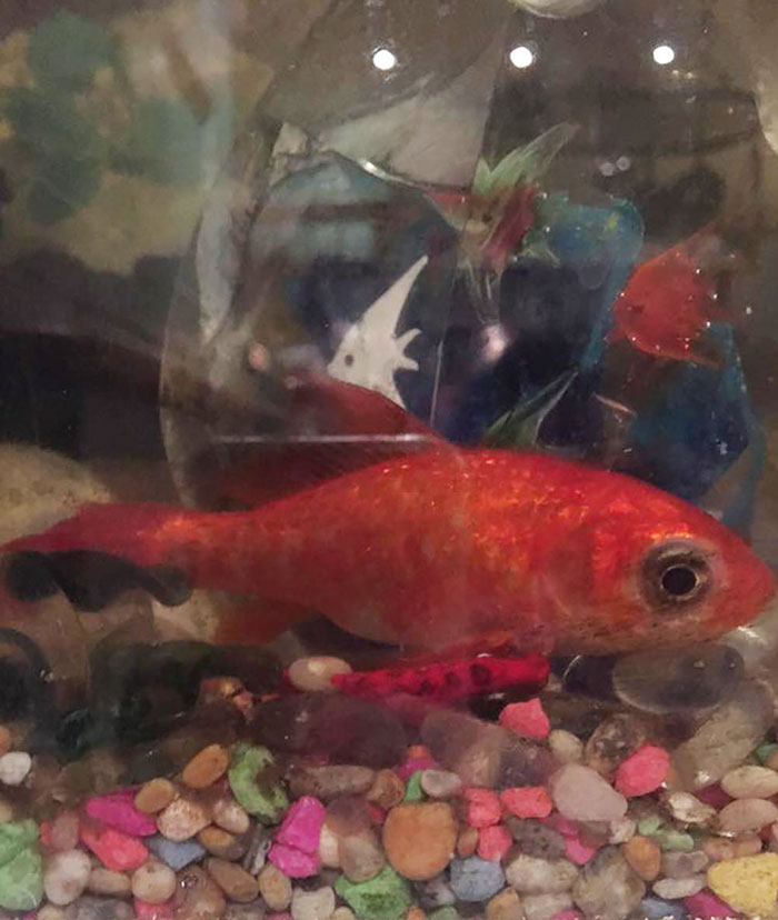 20-year-old-goldfish-tumour-surgery-7