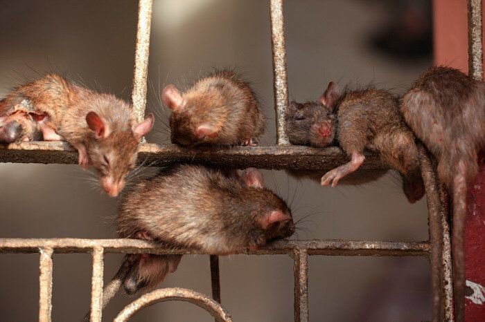 Крысы на решетке храма Карни Мата/ © lenta.ru