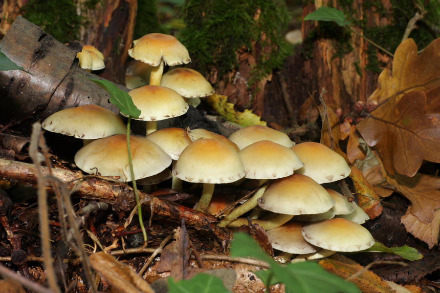 Королевские грибы для засолки, которые появляются в лесу в сентябре позже, грибы, сначала, шляпка, шляпки, цвета, растут, молодых, иногда, Hypholoma, осенний, могут, опята, более, грибов, обитания, часто, экземпляров, основания, ножки