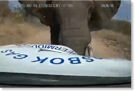 Разъяренный слон протаранил автомобиль с дороги в Национальном парке Крюгера, Южная Африка