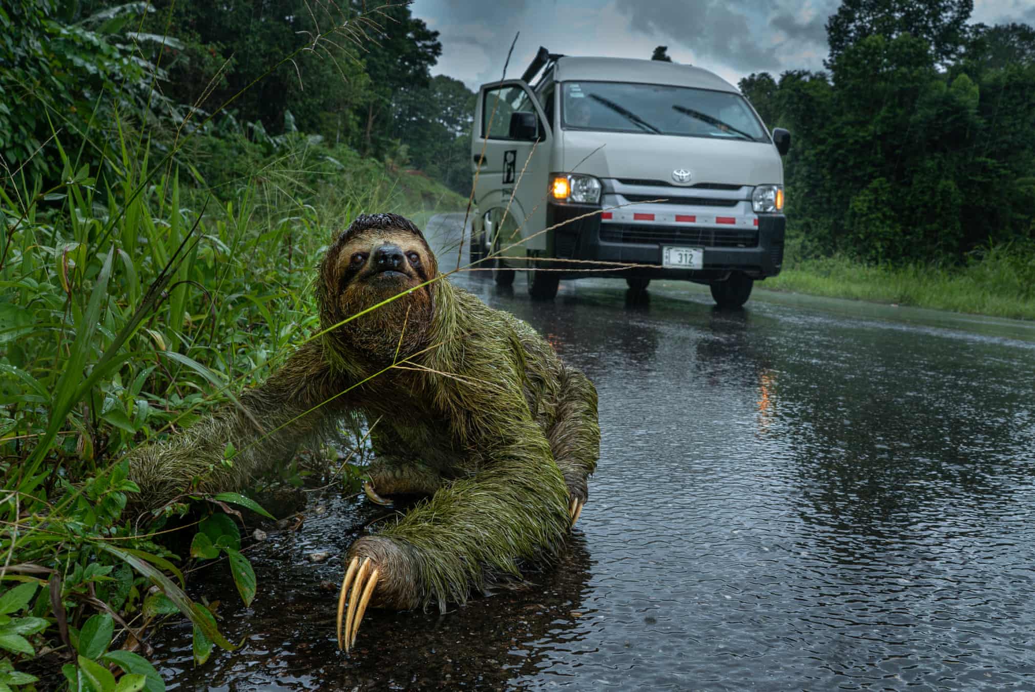 Лучшие фотографии дикой природы 2019 года Фотограф, победитель, категории, Photographer, Wildlife, абсолютный, чтобы, дикой, Awards, победительФото, Photography, после, Nature, когда, этого, Photo, European, British, ягуара, Press