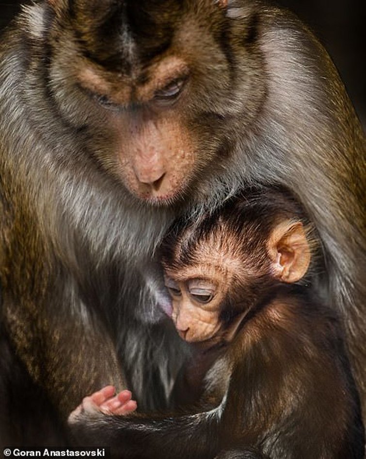 13 фото, демонстрирующих, что животные умеют любить не менее искренне, чем люди 
