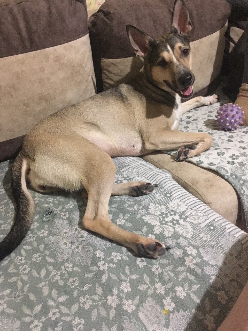 собака на диване