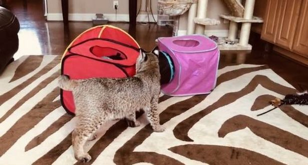 Только похож на кота: спасение животного неизвестной породы Только похож на кота: спасение животного неизвестной породы не всё так грустно