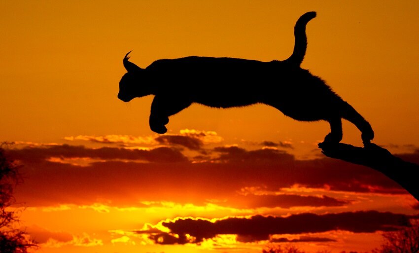 Каракал. Летающая кошка за полмиллиона рублей