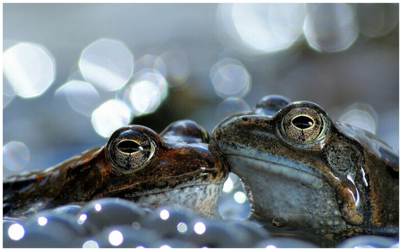 Объявлены победители World Nature Photography Awards: лучшие снимки природы из разных уголков мира, от которых невозможно оторвать взгляд